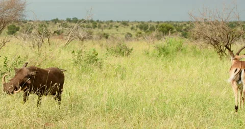 Warthog and Impala Grazing Together in Sunny Kruger National Park South Africa Stock Footage 340398976