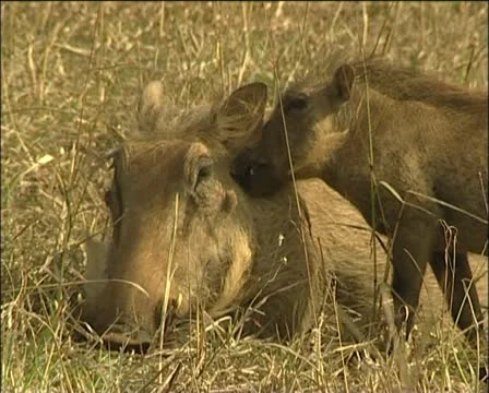 A warthog and its piglet Stock Footage 11625366