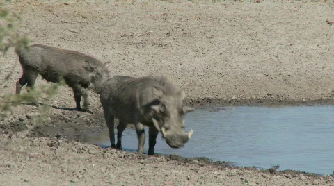 Warthog and Wildbeest 库存影片 482630
