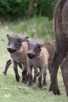 Warthog Babies Foto stock