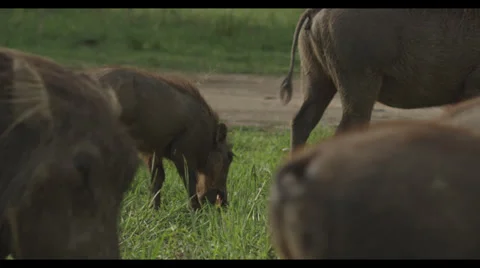 Warthog Baby Eats Stock Footage 32168866