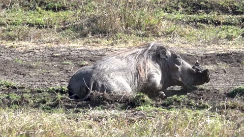 Warthog bathing in dry mud, Africa 動画素材 230038508