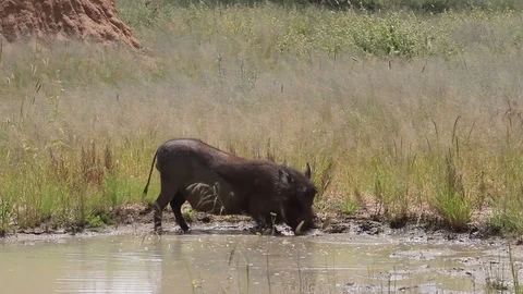 Warthog bathing in a mud hole Vídeo Stock 75803652