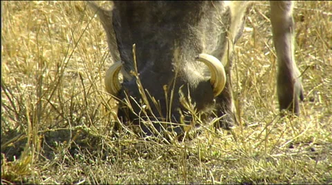 Warthog with big tusks closeup of face eating grass Stock Footage 57093310