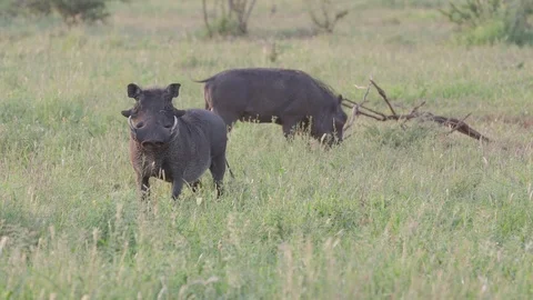 Warthog boar keeps watch while his partner grazes Stock Footage 126117867
