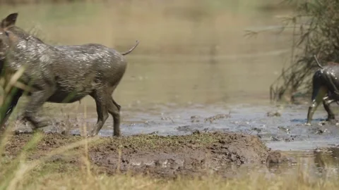 Warthog bursts from watering hole in slow motion, startled herd reaction in 動画素材 346426417