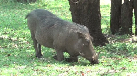 Warthog in Chobe Stock Footage 951990