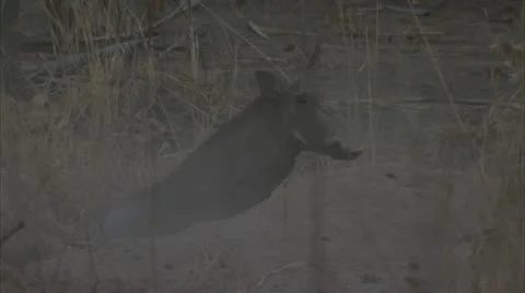 Warthog coming out of its hole. Niassa Reserve, Mozambique. Video stock 23765737