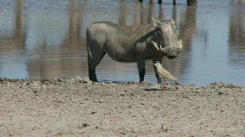 Warthog confrontation 库存影片 482161