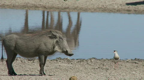 Warthog confrontation 库存影片 482721