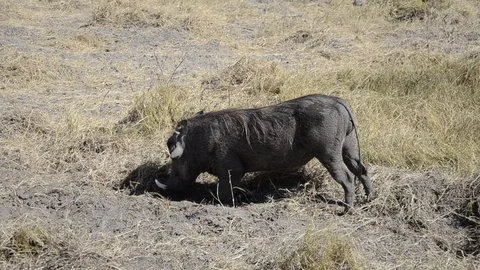 Warthog digging in the earth Stock Footage 95634709