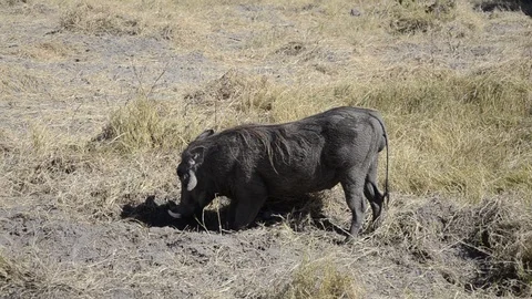 Warthog digging in the earth 動画素材 95634743
