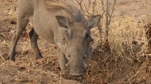 Warthog digging for food, portrait Stock Footage 72880237