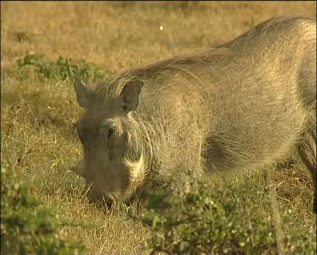 A warthog dinging Stock Footage 11624977