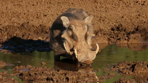 A warthog drinking at a muddy waterhole, Mokala National Park, South Africa 動画素材 346126925
