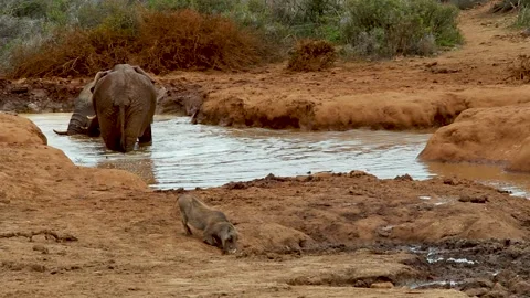Warthog drinking at a water hole with two elephants behing at Addo Elephant P Stock Footage 181467315