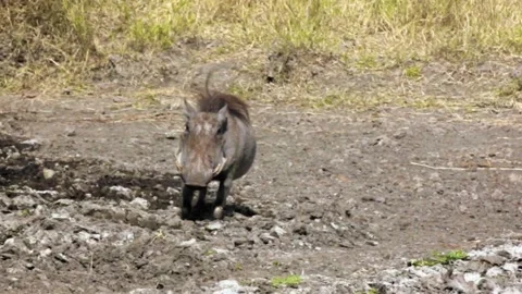 Warthog drinking water from a small hole in savannah Stock Footage 130950635