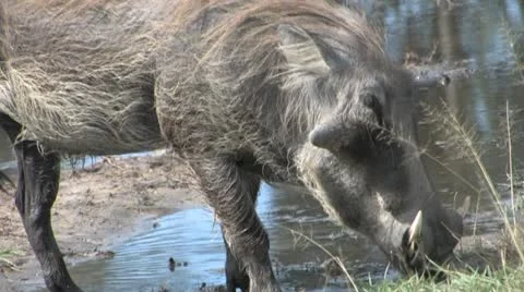 Warthog eating-closeup Video stock 22398974