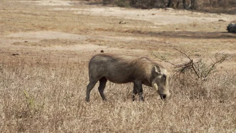 Warthog eating dry grass Stock Footage 248148754