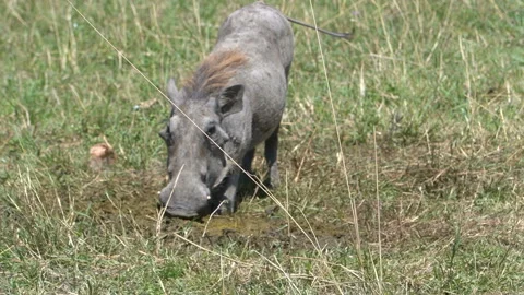 A warthog eating the dung of elephant Stock Footage 219747693