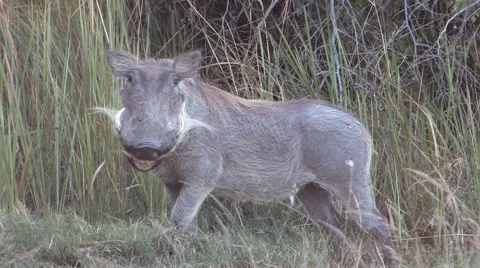 Warthog Eating Video stock 6065634
