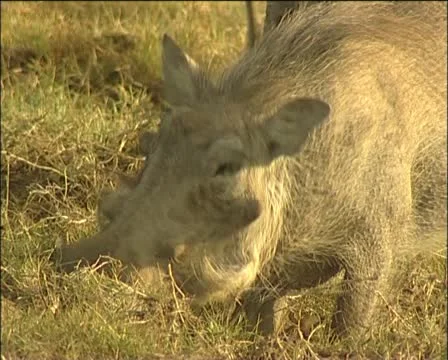 A warthog eating grass Stock Footage 11624943