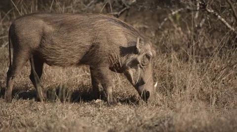 Warthog eating grass Stock Footage 31542572