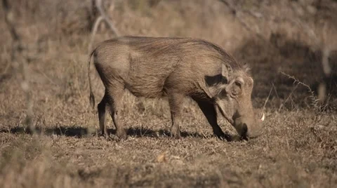 Warthog eating grass 動画素材 31543811