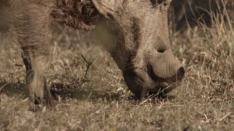 Warthog eating grass Stock Footage 31544533