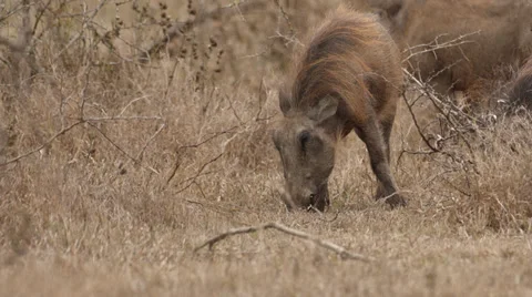 Warthog eating grass Stock Footage 32127315