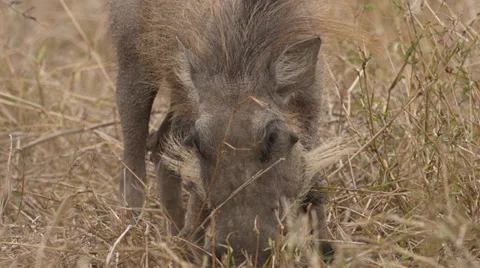 Warthog eating grass Stock Footage 32127351