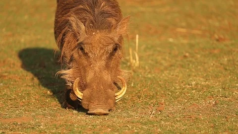 Warthog eating grass 스톡 동영상 119287041