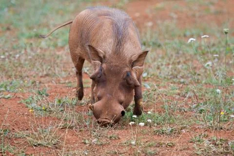 Warthog eating grass Stock Photos