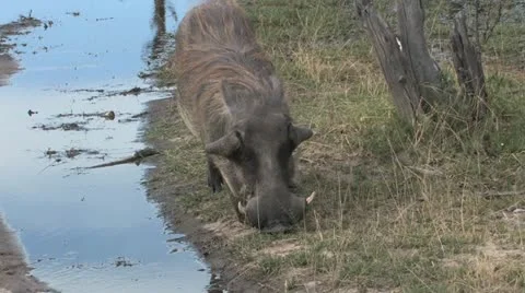 Warthog Eating on Knees Video stock 22413170