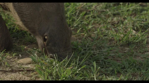 Warthog Eats Close Up Stock Footage 32217726
