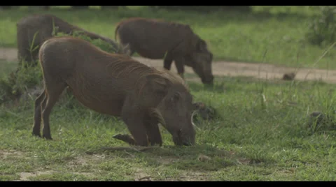 Warthog Eats Stock Footage 32168498