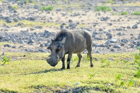 Warthog - Etosha, Namibia Stock Photos