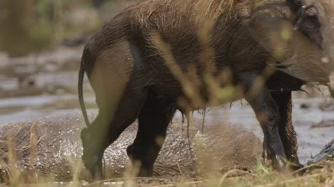 Warthog exits muddy waterhole in slow motion as another wallows behind in 動画素材 345830747