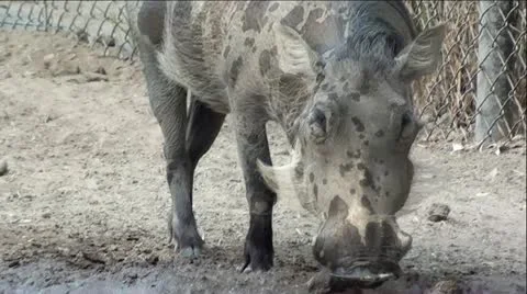 Warthog - Extreme Up-Close Stock Footage 12044282