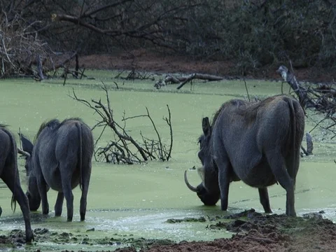 Warthog Family Drinking 스톡 동영상 71790384