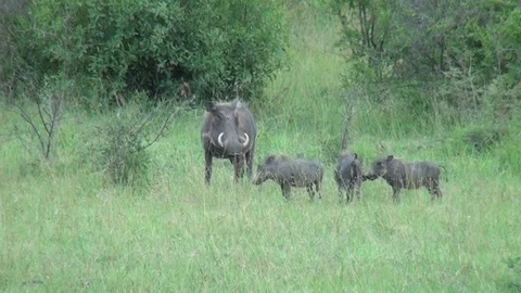 Warthog family Stock Footage 98227675