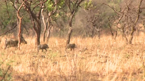 Warthog family Stock Footage 168324207