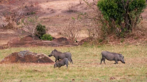 WARTHOG FAMILY YOUNG MAASAI MARA KENYA AFRICA Stock Footage