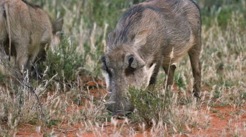 Warthog feeding on dry grass Stock Footage 64626925