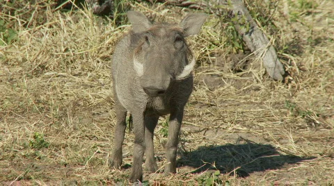 Warthog feeding 库存影片 369448