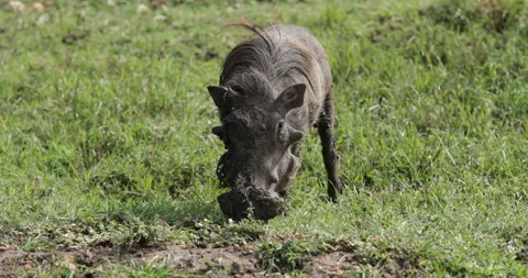 Warthog feeding  Stock Footage 137600828