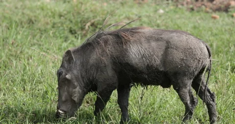 Warthog feeding  Vídeos de archivo 137601567