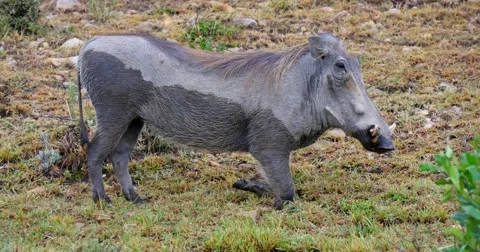 Warthog feeding in grass Stock Footage 60603760