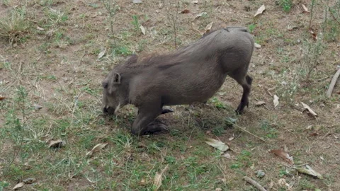 Warthog feeding on grass in Kenya Stock Footage 328191760