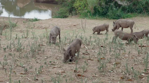 Warthog feeding on grass in Kenya Stock Footage 328192135